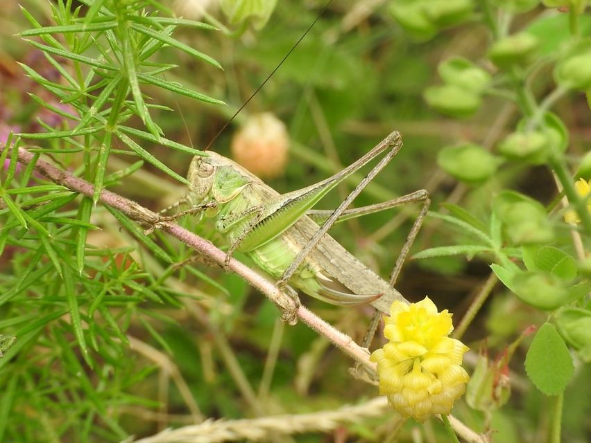 Platycleis grisea - szürke rétiszöcske