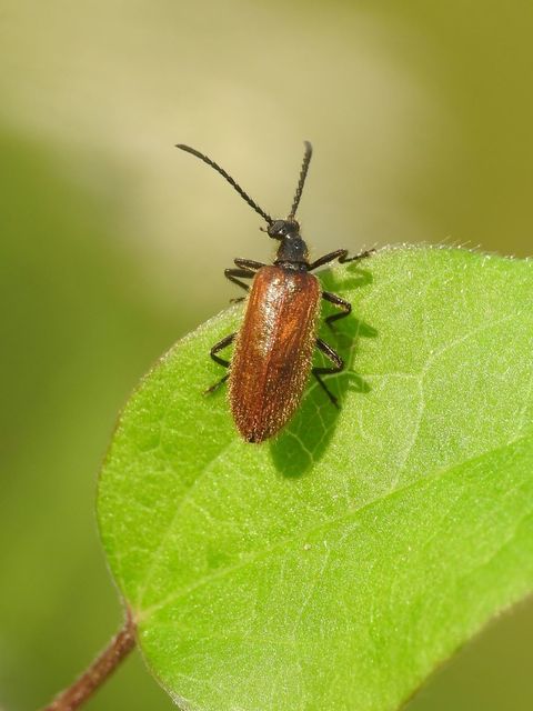 Lagria hirta - réti gyapjasbogár