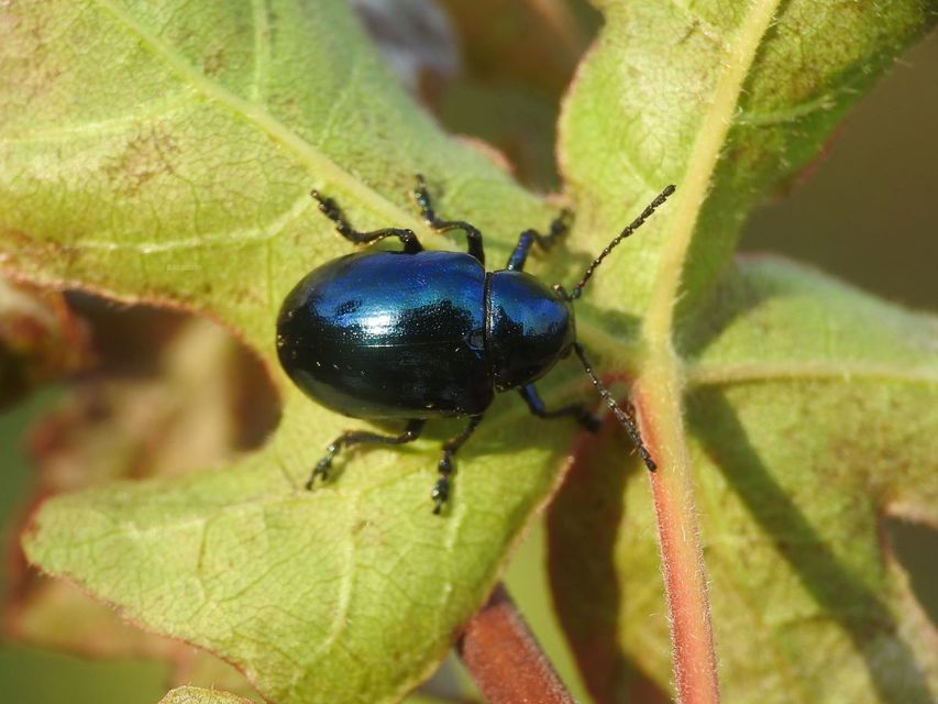 Chrysochus asclepiadeus - tündöklő méreggyiloklevelész