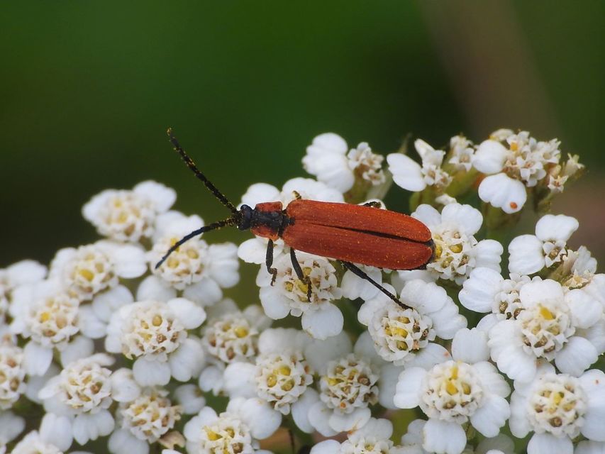 Lygistopterus sanguineus - vérbogár