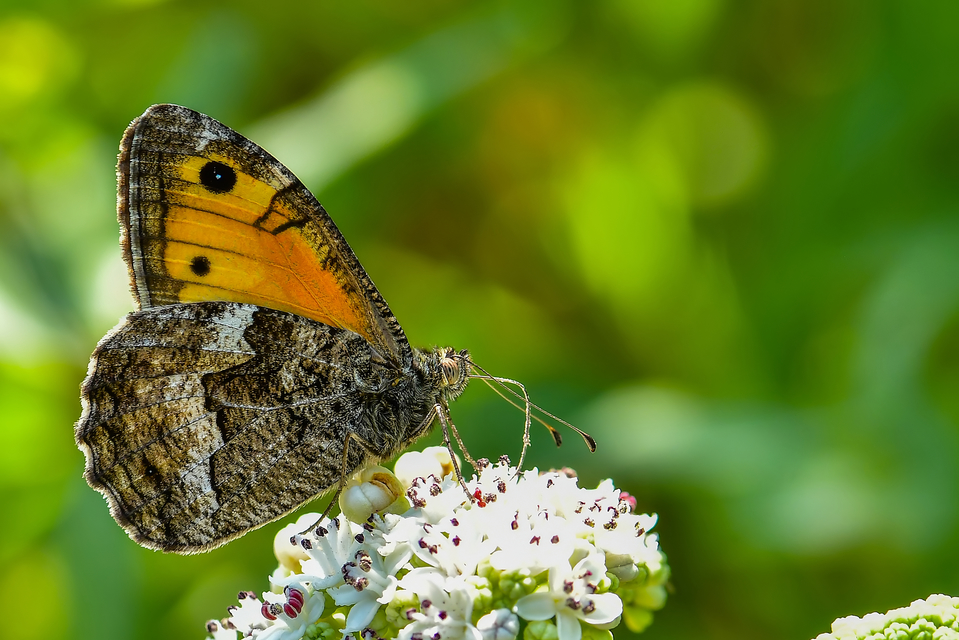 Hipparchia semele - barna szemeslepke
