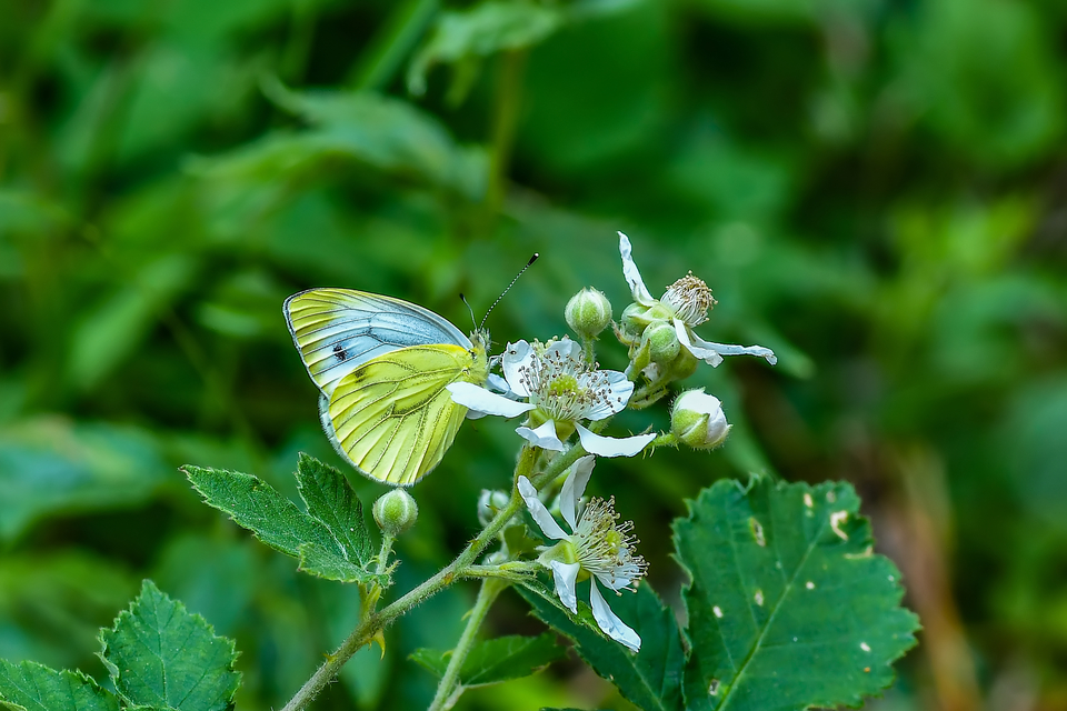 Pieris napi - repcelepke