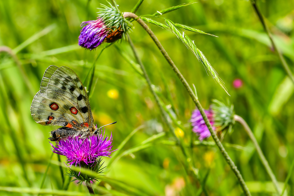 Parnassius apollo - Apollólepke