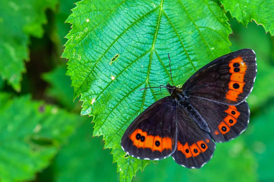 Erebia ligea - fehércsíkú szerecsenlepke