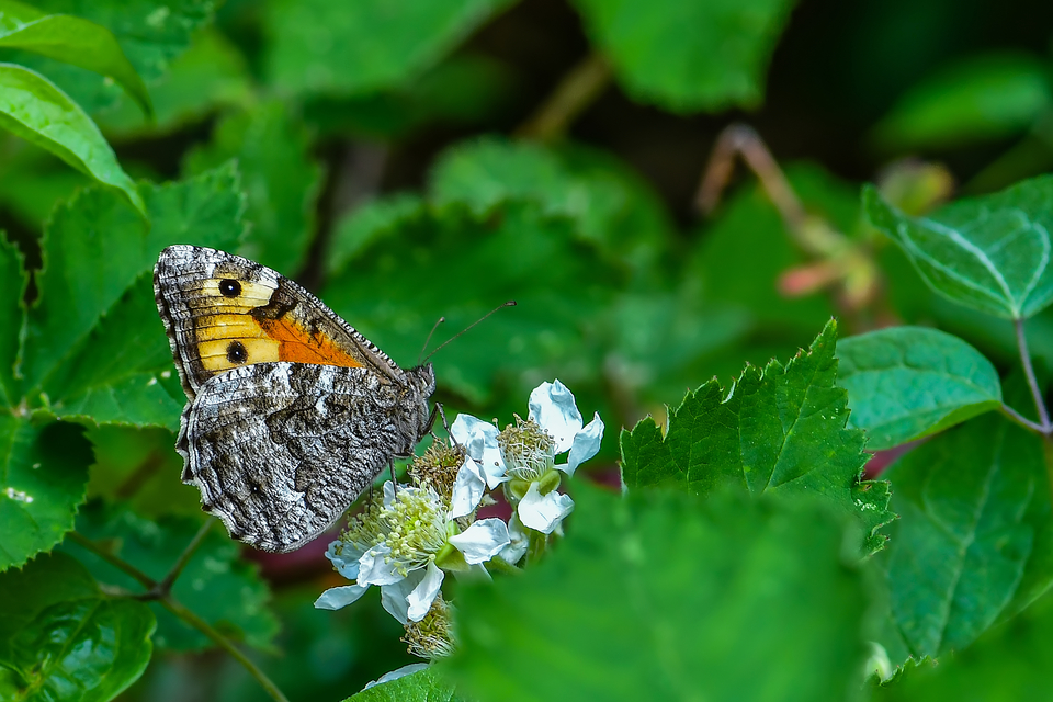 Hipparchia semele - barna szemeslepke
