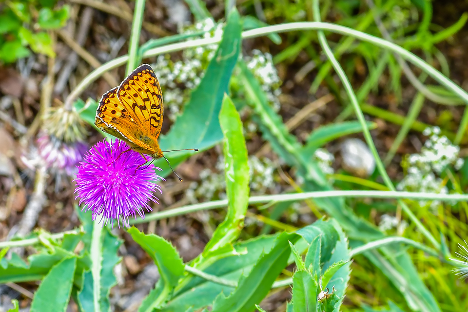 Argynnis aglaja - kerekfoltú gyöngyházlepke