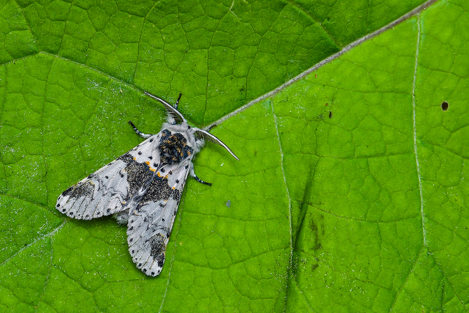 Furcula bicuspis - apáca-púposszövő