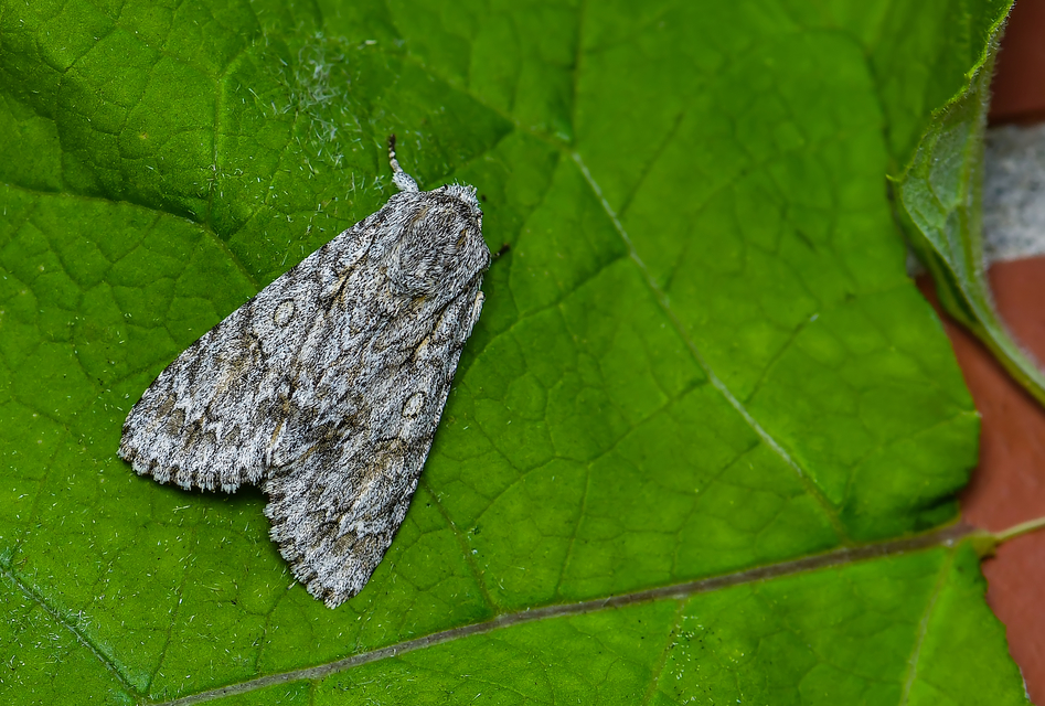 Acronicta aceris - vadgesztenye-szigonyosbagoly