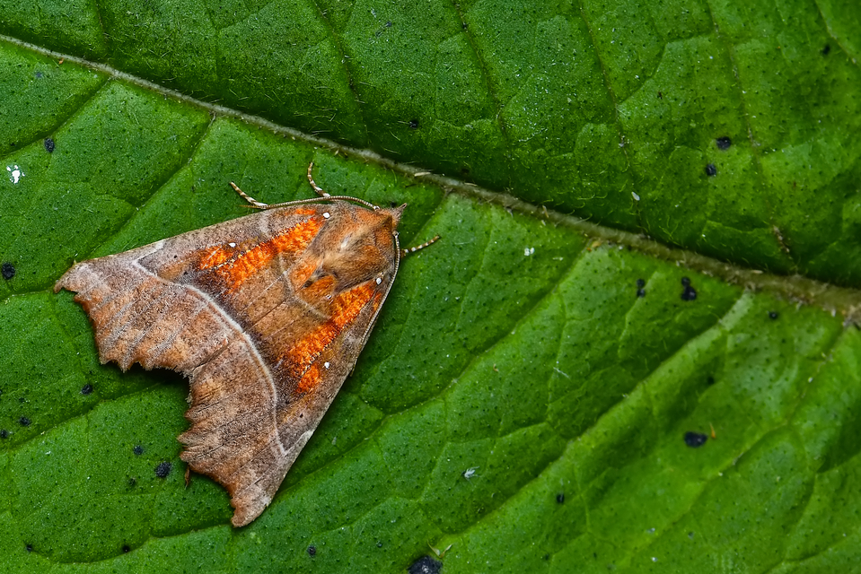 Scoliopteryx libatrix - vörös csipkésbagoly