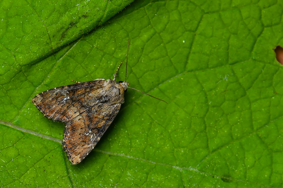 Loscopia scolopacina - csinos dudvabagoly