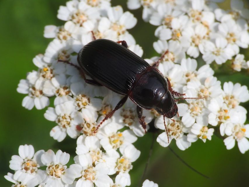 Zabrus tenebrioides - gabonafutó