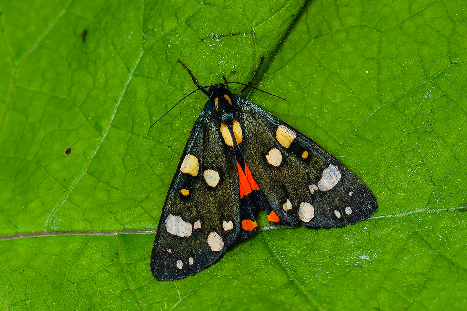 Callimorpha dominula - fémes medvelepke