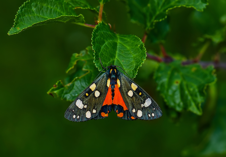 Callimorpha dominula - fémes medvelepke