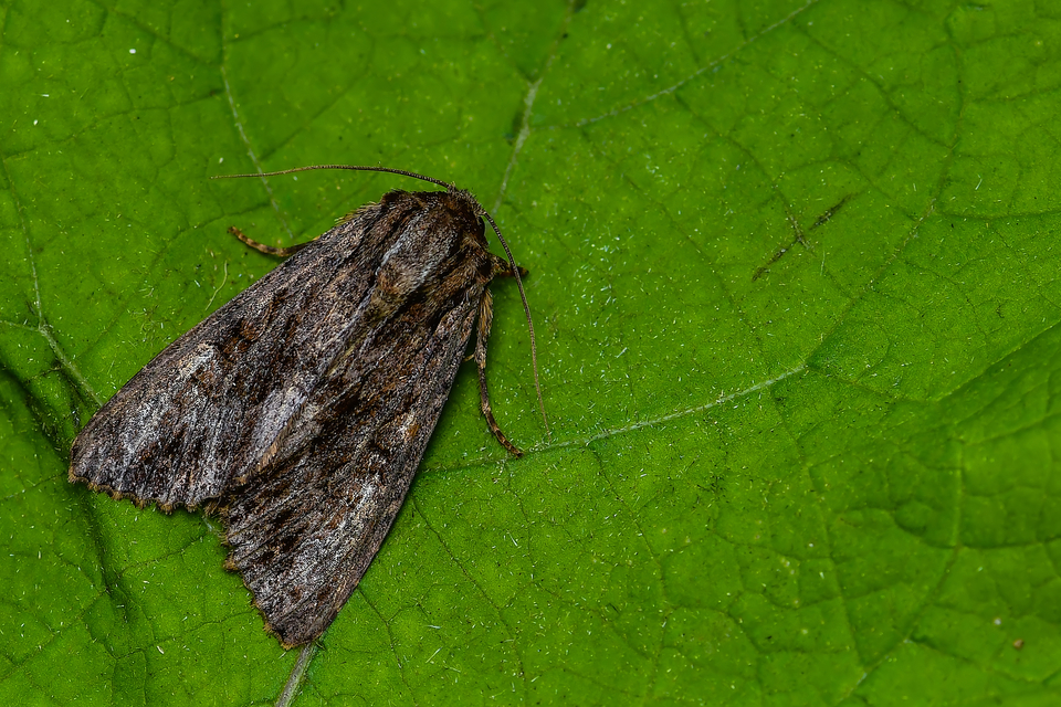 Apamea monoglypha - nagy dudvabagoly
