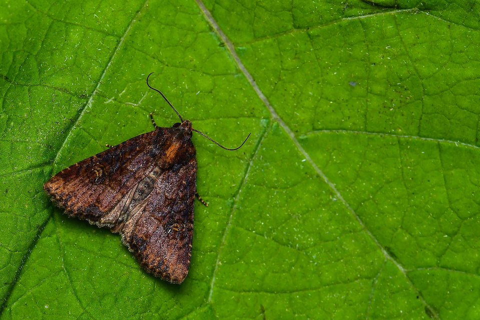 Mesapamea secalella/secalis
