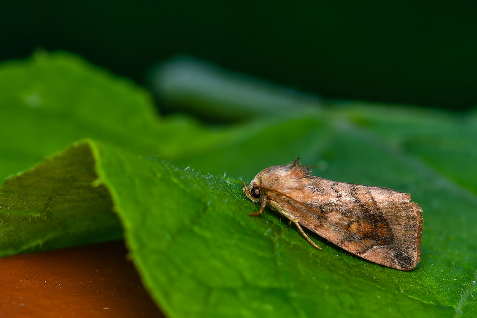 Cosmia pyralina - tölgyfa-lombbagoly