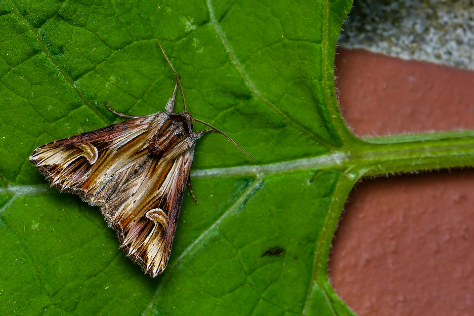 Actinotia polyodon - nagy sugarasbagoly