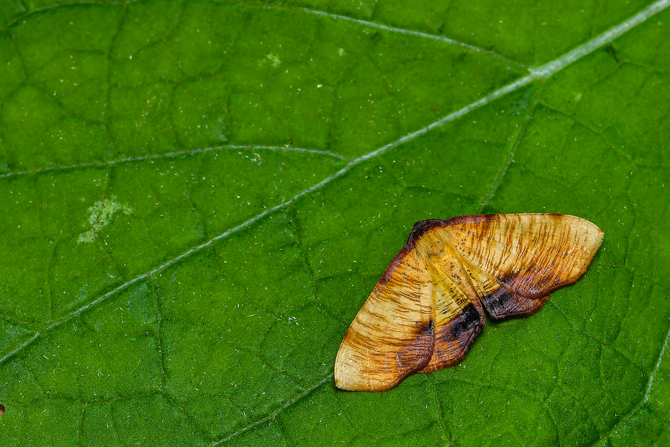 Plagodis dolabraria - baltaszárnyú araszoló