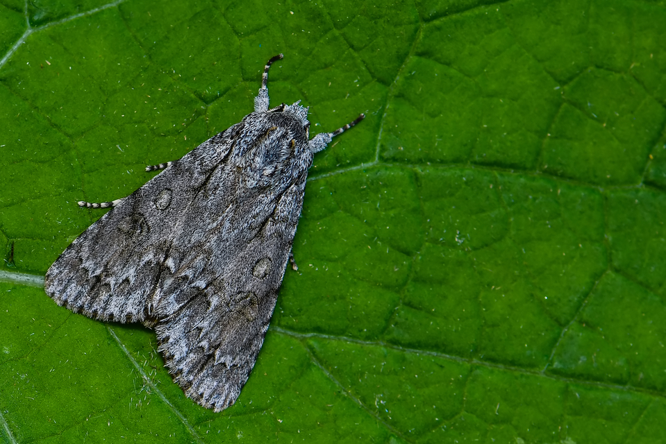 Acronicta aceris - vadgesztenye-szigonyosbagoly