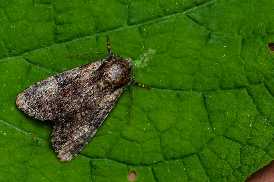 Apamea epomidion - vörösbarna dudvabagoly