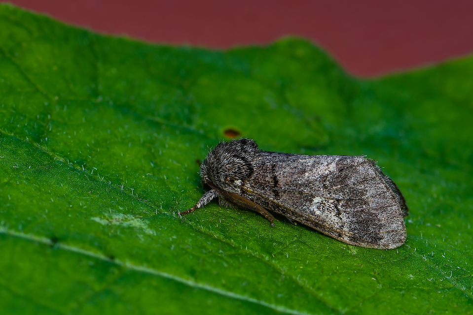 Drymonia querna - tölgyfa-púposszövő