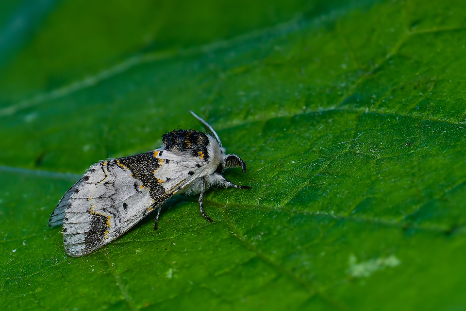 Furcula bicuspis - apáca-púposszövő