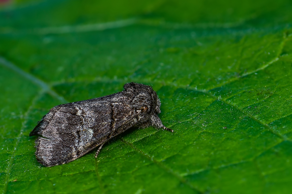 Drymonia querna - tölgyfa-púposszövő