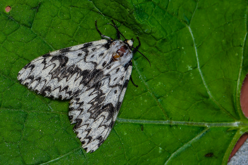 Lymantria monacha - apácalepke