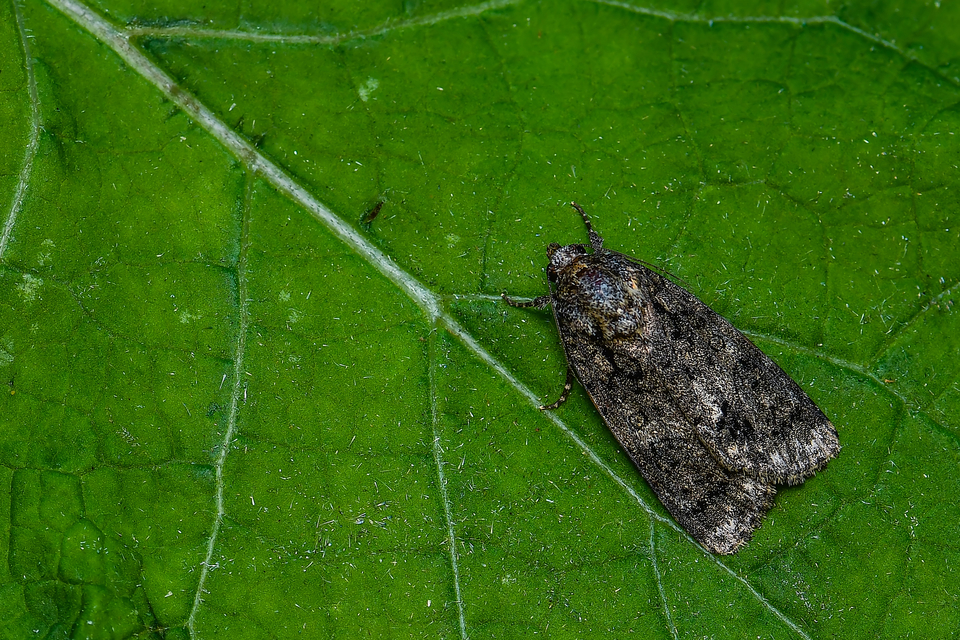 Acronicta rumicis - sóska-szigonyosbagoly