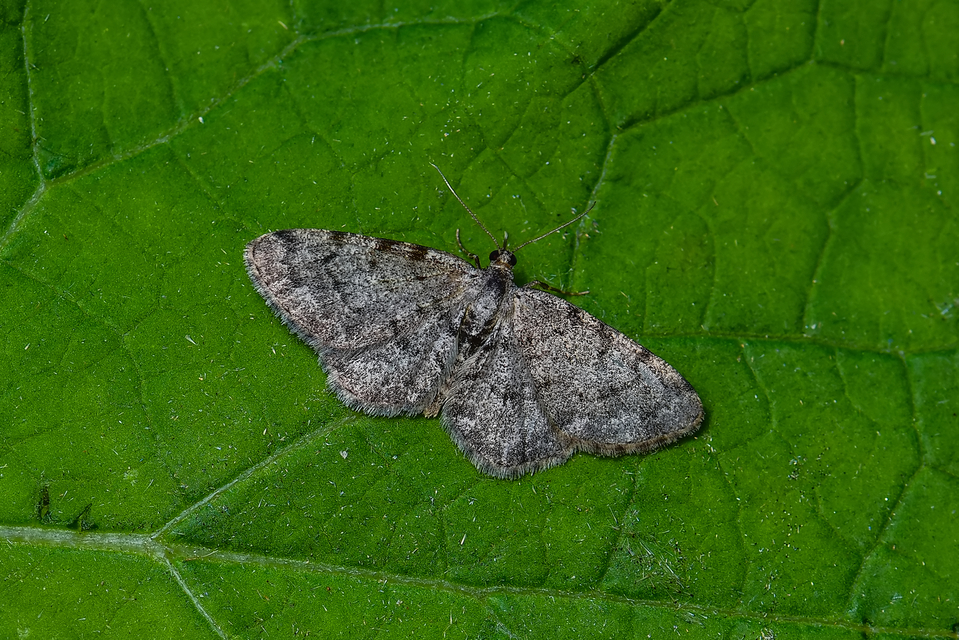 Aethalura punctulata - szürke égeraraszoló