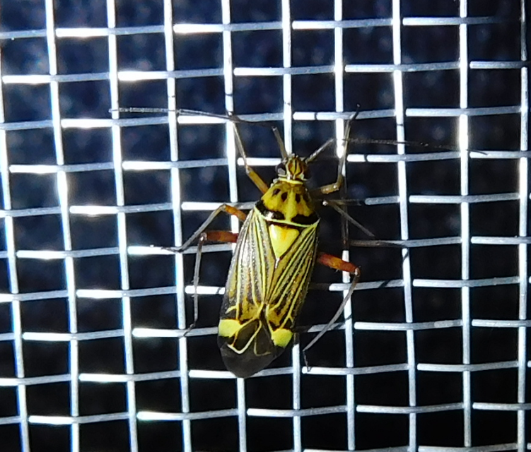 Rhabdomiris striatellus - zebra-mezeipoloska