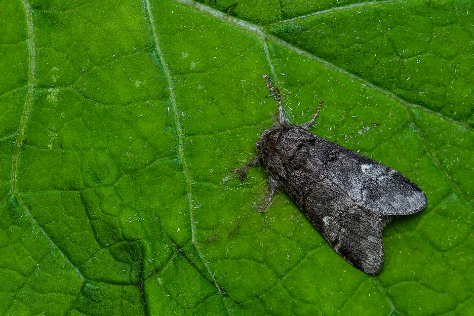 Drymonia querna - tölgyfa-púposszövő