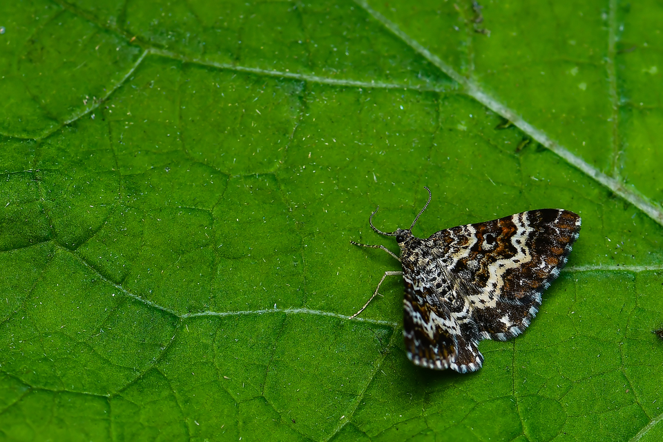 Epirrhoe tristata - gyászos tarkaaraszoló