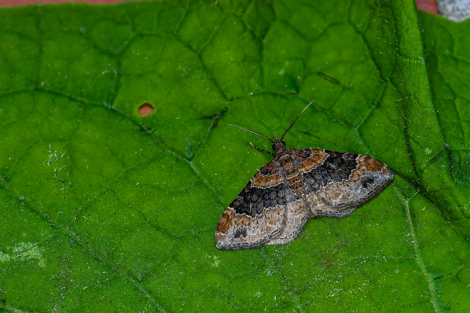 Xanthorhoe ferrugata - kerti tarkaaraszoló