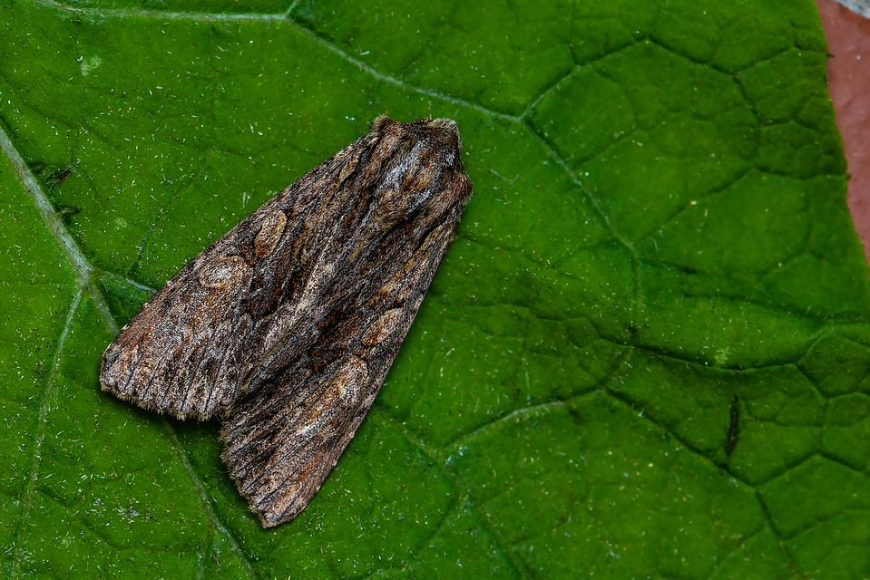 Apamea monoglypha - nagy dudvabagoly