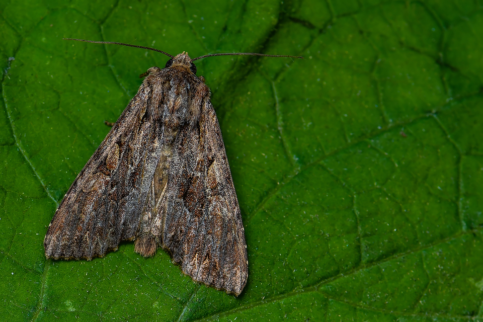 Apamea monoglypha - nagy dudvabagoly