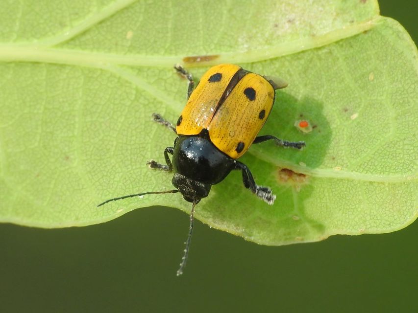 Cryptocephalus imperialis - daliás zömökbogár