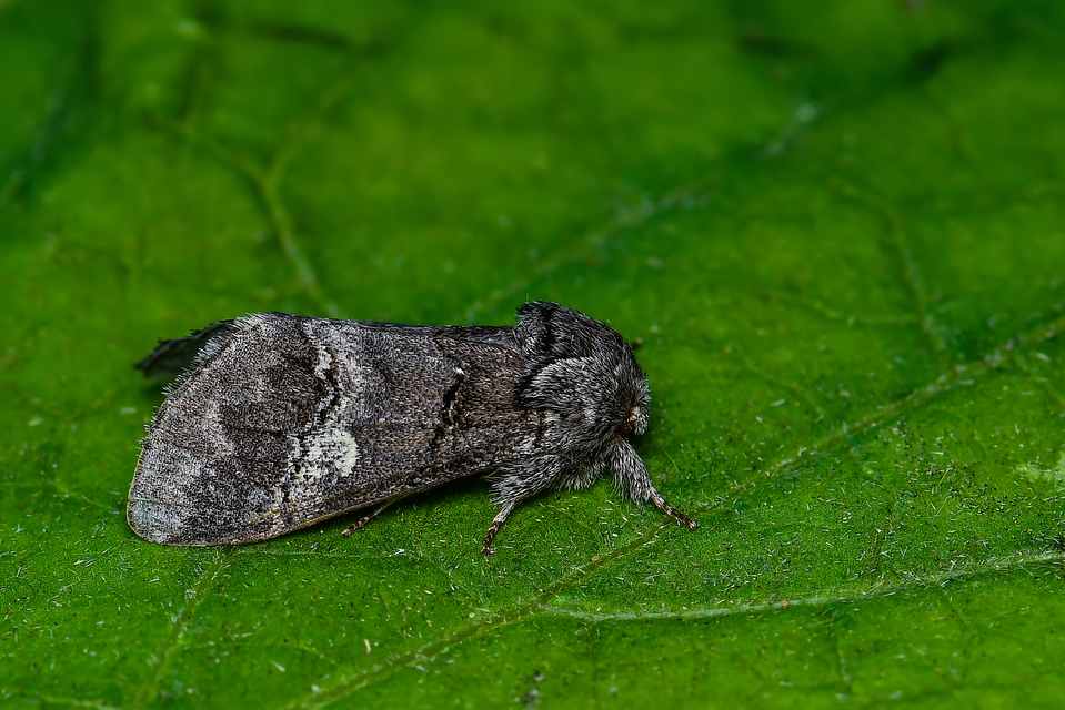Drymonia querna - tölgyfa-púposszövő