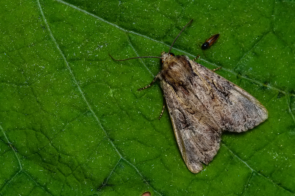Apamea epomidion - vörösbarna dudvabagoly