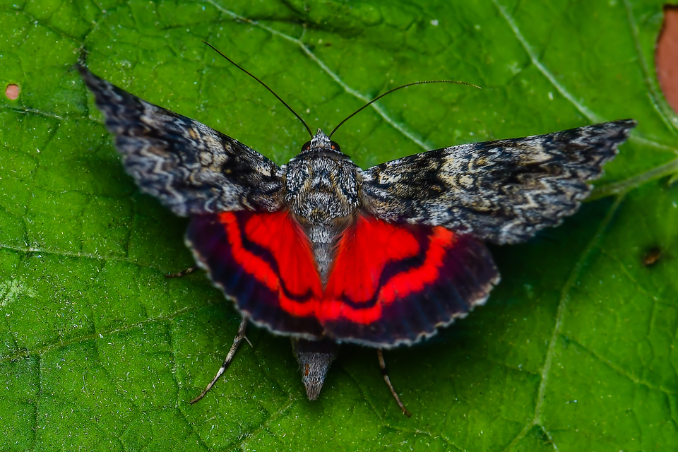 Catocala promissa - kis tölgyfa-övesbagoly