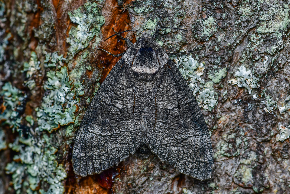 Acossus terebra - nyárfarontólepke