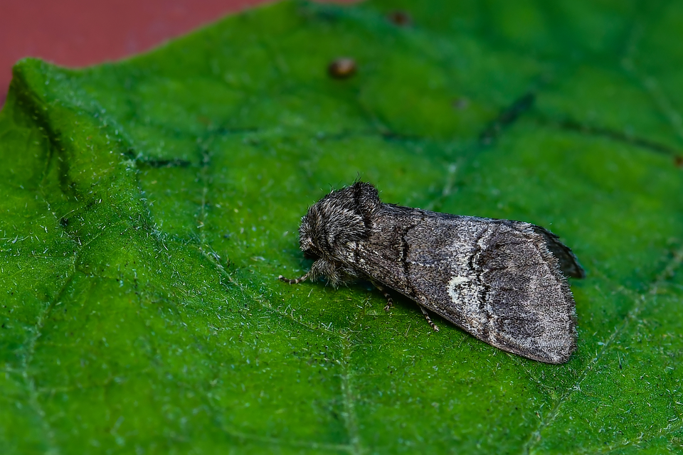 Drymonia querna - tölgyfa-púposszövő