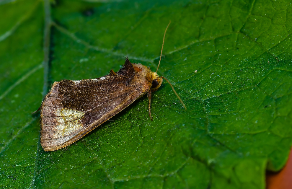 Diachrysia chryson - nagyfoltú aranybagoly