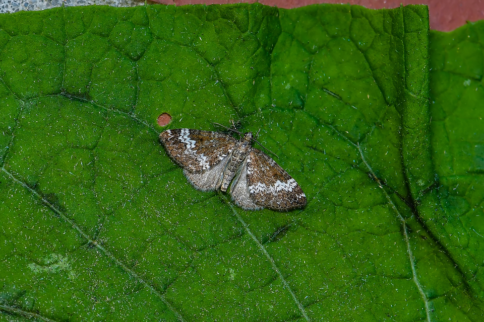 Perizoma alchemillata - árvacsalán-araszoló