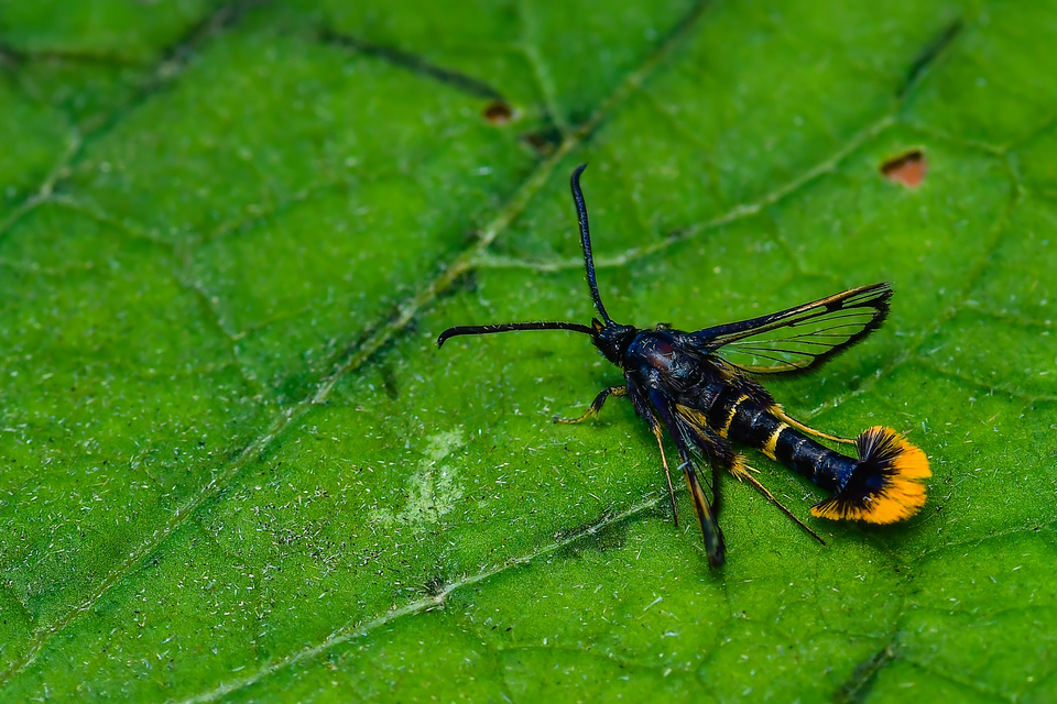 Sesiidae - szitkárfélék