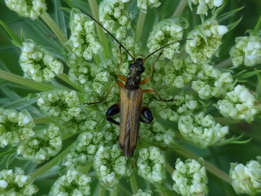 Oedemera podagrariae - székfű-álcincér