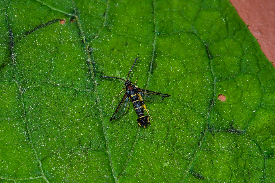 Sesiidae - szitkárfélék