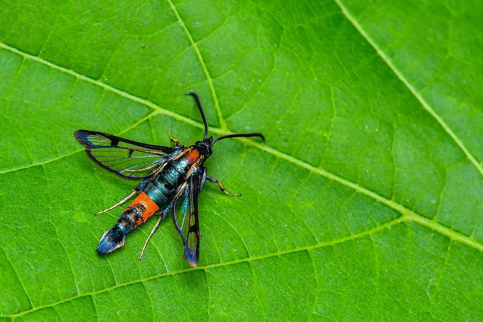 Sesiidae - szitkárfélék