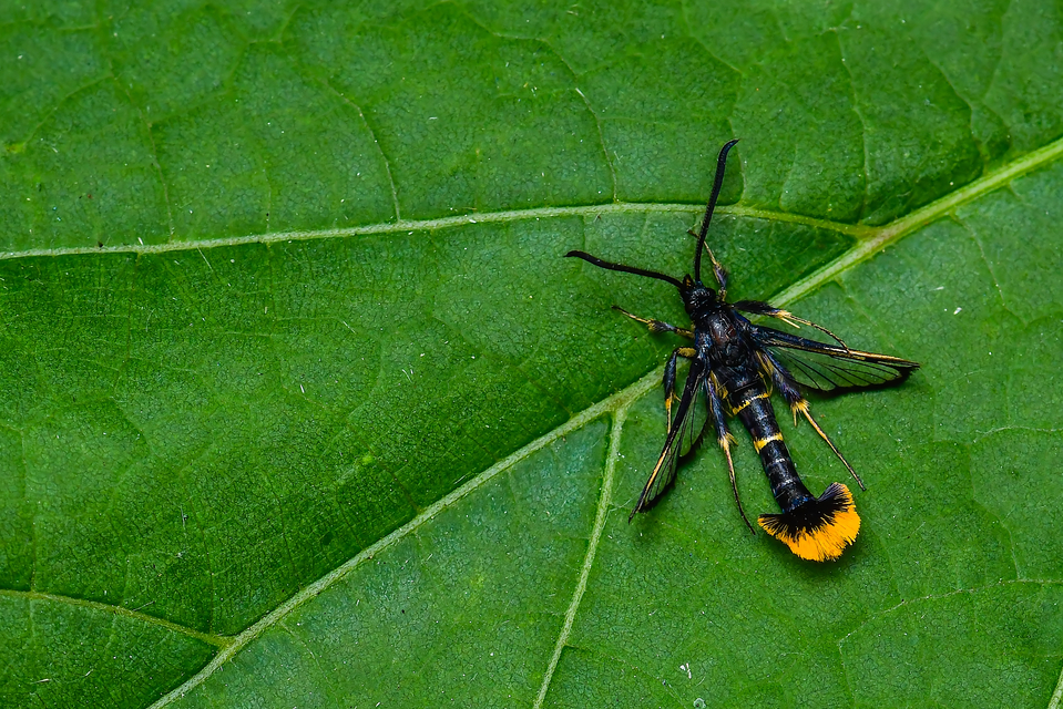 Sesiidae - szitkárfélék
