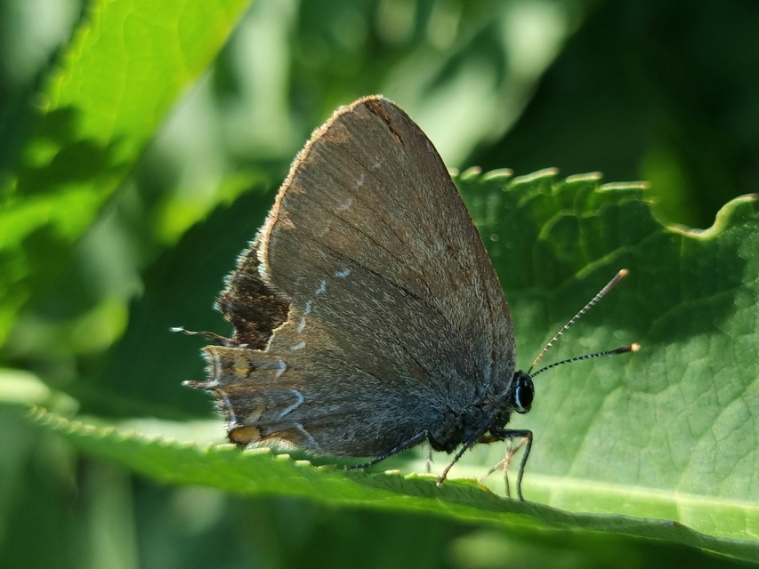 Satyrium ilicis - tölgyfa-csücsköslepke